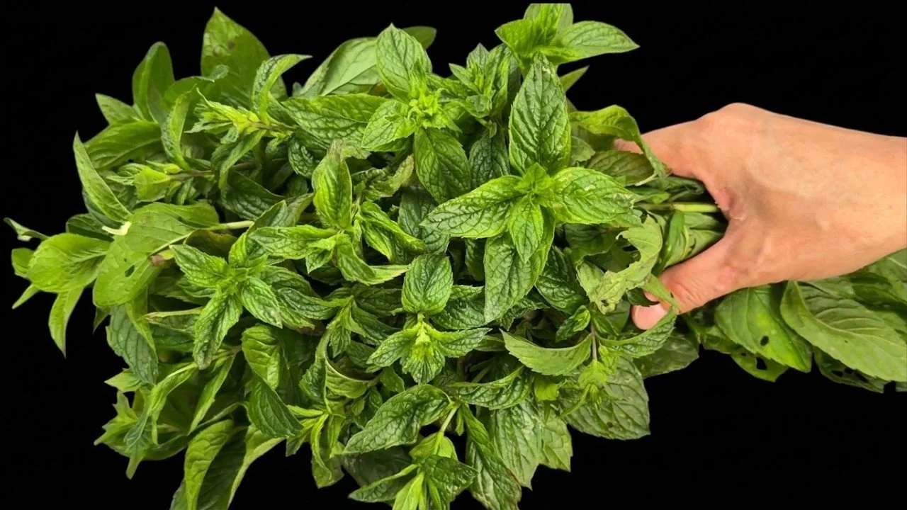 Bottle of Healing Mint and Olive Oil Elixir surrounded by fresh mint leaves.